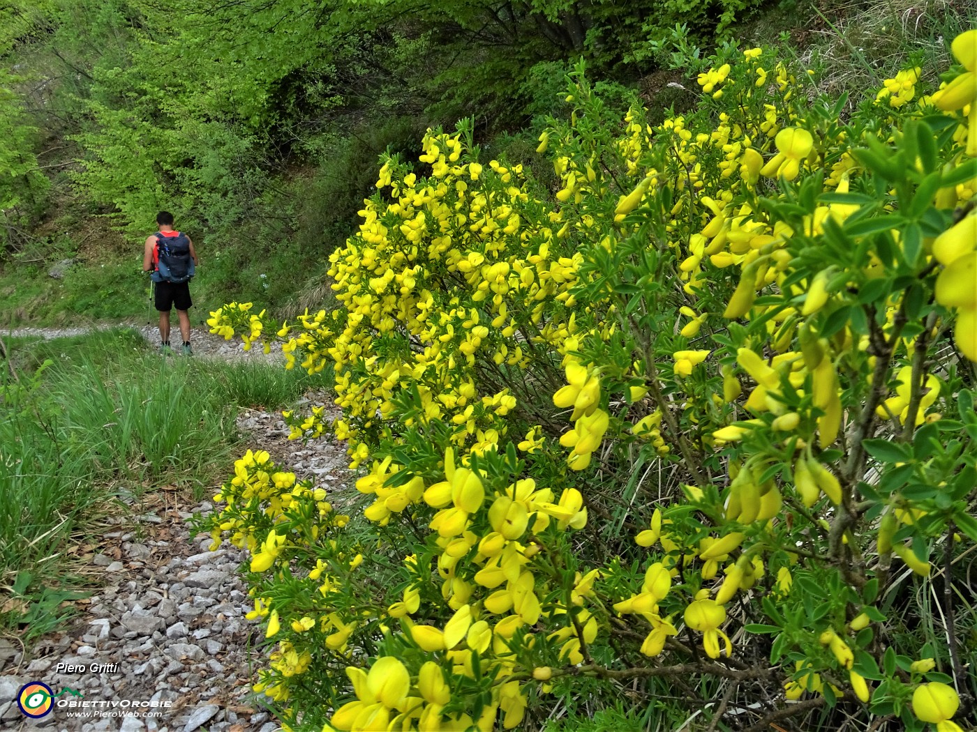 96 Bei fiori gialli di ginestra.JPG